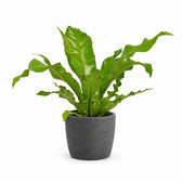 Asplenium Nidus (60cm, Ø17cm), Stylingbeispiel im Übertopf (Übertopf nicht enthalten)