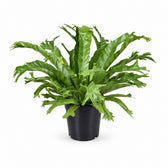 Asplenium Nidus Crissie (40cm, Ø17cm) im Kulturtopf