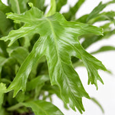 Asplenium Nidus Crissie (40cm, Ø17cm), Nahaufnahme Blatt