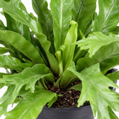 Asplenium Nidus Crissie (40cm, Ø17cm), Nahaufnahme Wuchs und Triebansatz