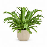 Asplenium Nidus Crissie (40cm, Ø17cm), Stylingbeispiel im Übertopf (Übertopf nicht enthalten)