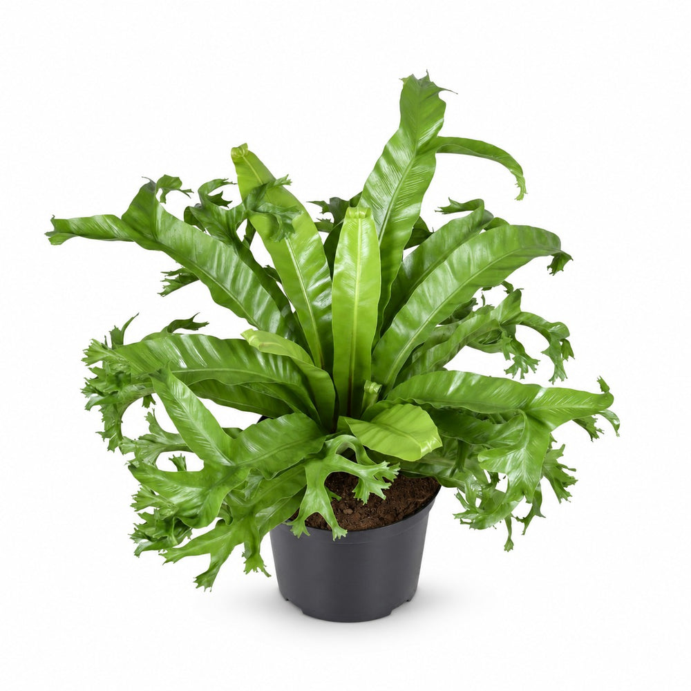 Asplenium Nidus Crissie (55cm, Ø23cm) im Kulturtopf