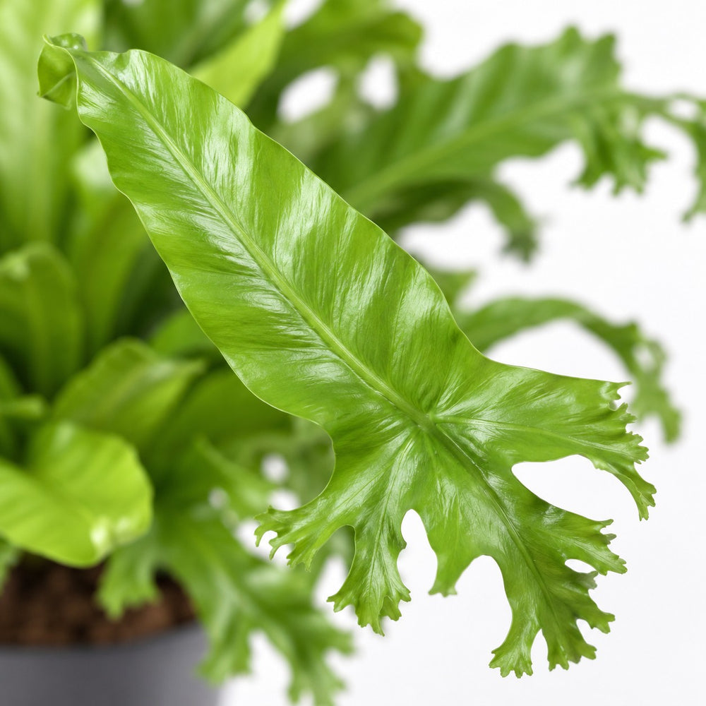 Asplenium Nidus Crissie, Nahaufnahme Blatt