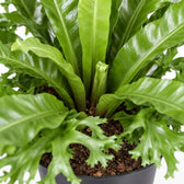 Asplenium Nidus Crissie, Nahaufnahme Wuchs und Triebansatz