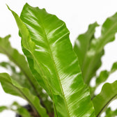 Asplenium Nidus, Nahaufnahme Blatt