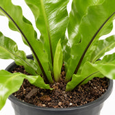 Asplenium Nidus, Nahaufnahme Wuchs und Triebansatz