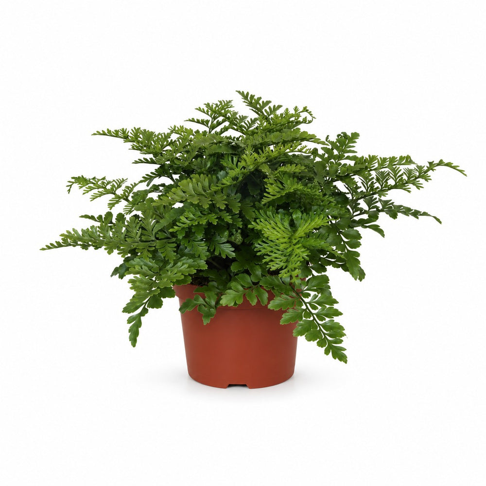 Asplenium Parvati (25cm, Ø12cm) im Kulturtopf