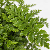 Asplenium Parvati (25cm, Ø12cm), Nahaufnahme Blatt