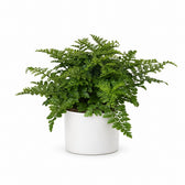 Asplenium Parvati (25cm, Ø12cm), Stylingbeispiel im Übertopf (Übertopf nicht enthalten)