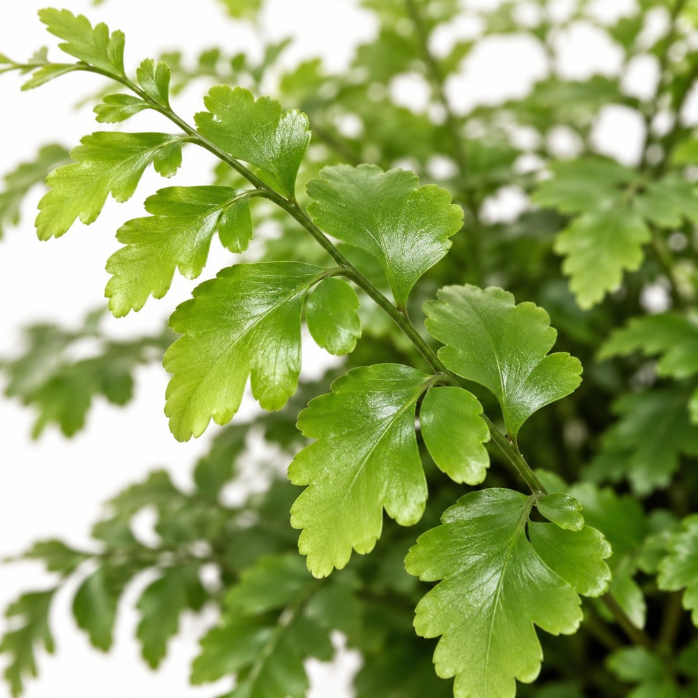 Asplenium Parvati (30cm, Ø17cm), Nahaufnahme Blatt