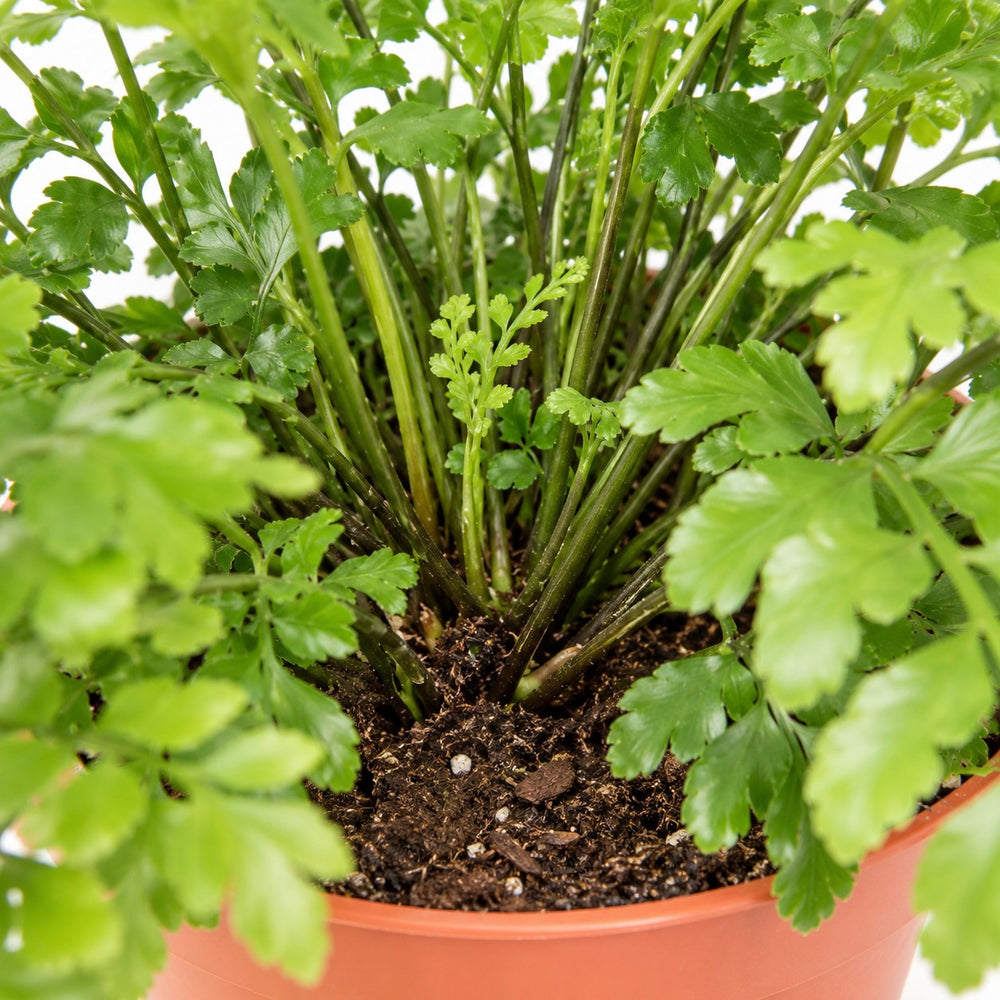 Asplenium Parvati (30cm, Ø17cm), Nahaufnahme Wuchs und Triebansatz