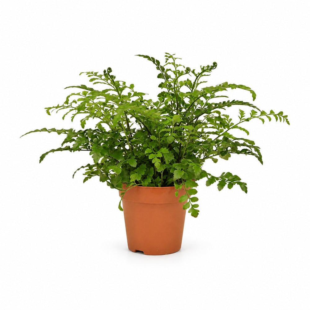 Asplenium Parvati (35cm, Ø12cm) im Kulturtopf