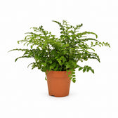 Asplenium Parvati (35cm, Ø12cm) im Kulturtopf