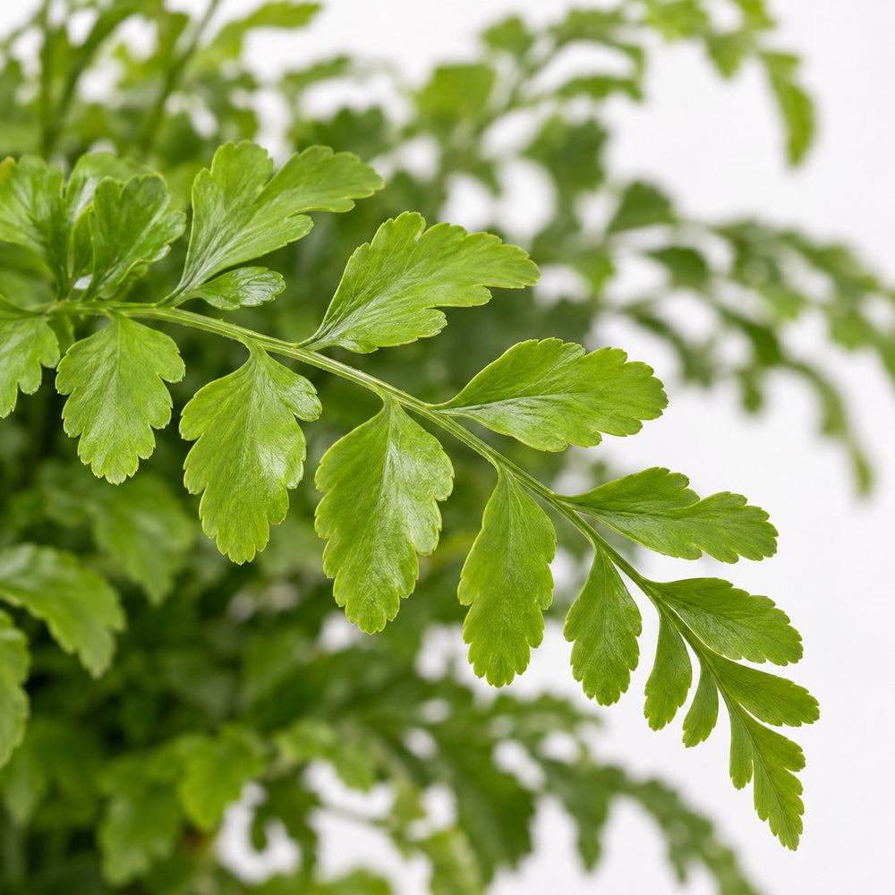 Asplenium Parvati (35cm, Ø12cm), Nahaufnahme Blatt