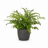 Asplenium Parvati (35cm, Ø12cm), Stylingbeispiel im Übertopf (Übertopf nicht enthalten)