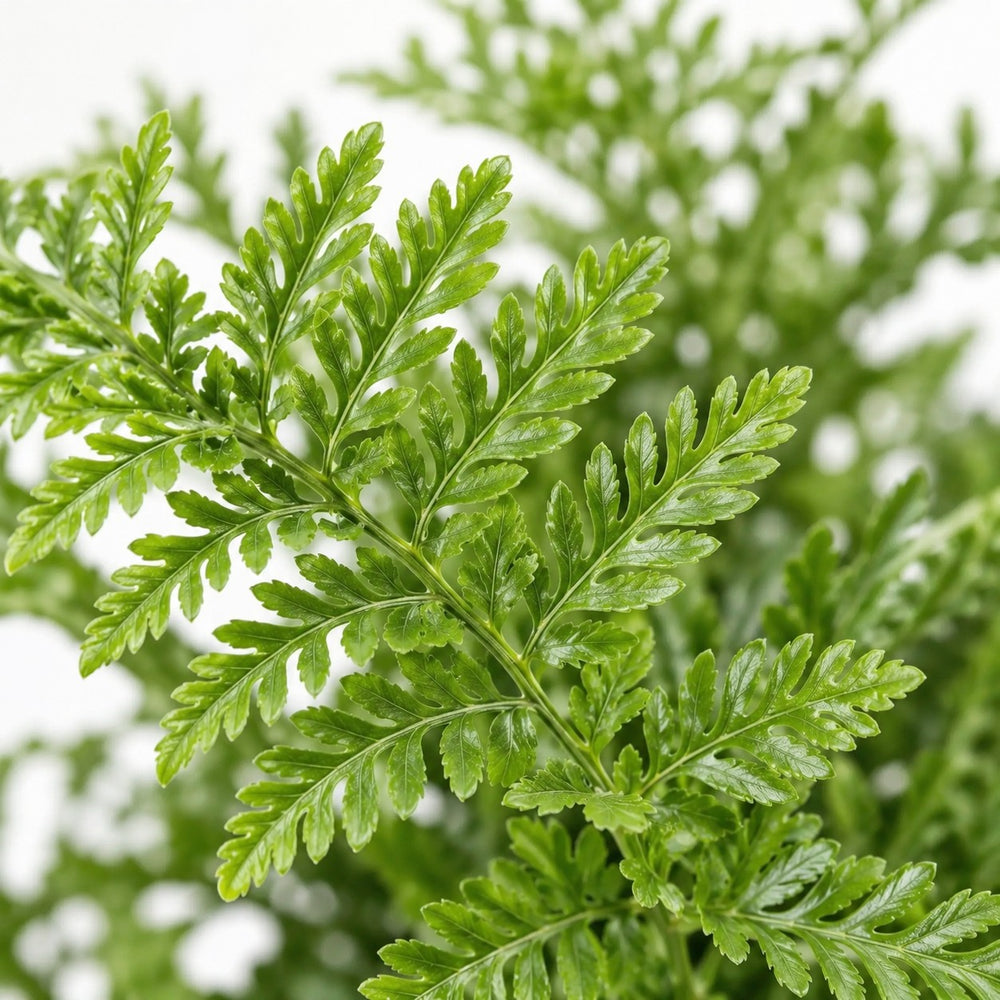 Asplenium Parvati (40cm, Ø21cm), Nahaufnahme Blatt