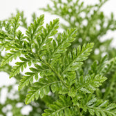 Asplenium Parvati (40cm, Ø21cm), Nahaufnahme Blatt