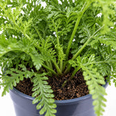 Asplenium Parvati (40cm, Ø21cm), Nahaufnahme Wuchs und Triebansatz