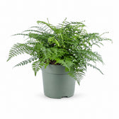 Asplenium Parvati (50cm, Ø27cm) im Kulturtopf