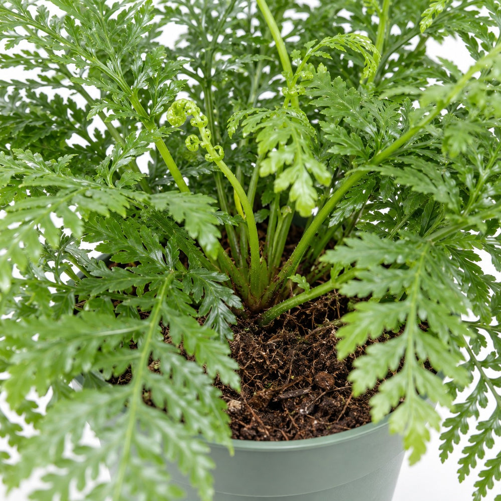 Asplenium Parvati (50cm, Ø27cm), Nahaufnahme Wuchs und Triebansatz