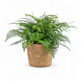 Asplenium Parvati (50cm, Ø27cm), Stylingbeispiel im Übertopf (Übertopf nicht enthalten)