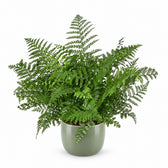 Asplenium Parvati (55cm, Ø23cm), Stylingbeispiel im Übertopf (Übertopf nicht enthalten)