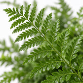 Asplenium Parvati, Nahaufnahme Blatt