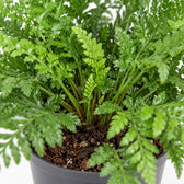 Asplenium Parvati, Nahaufnahme Wuchs und Triebansatz