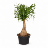 Beaucarnea Nolina (60cm, Ø19cm) im Kulturtopf