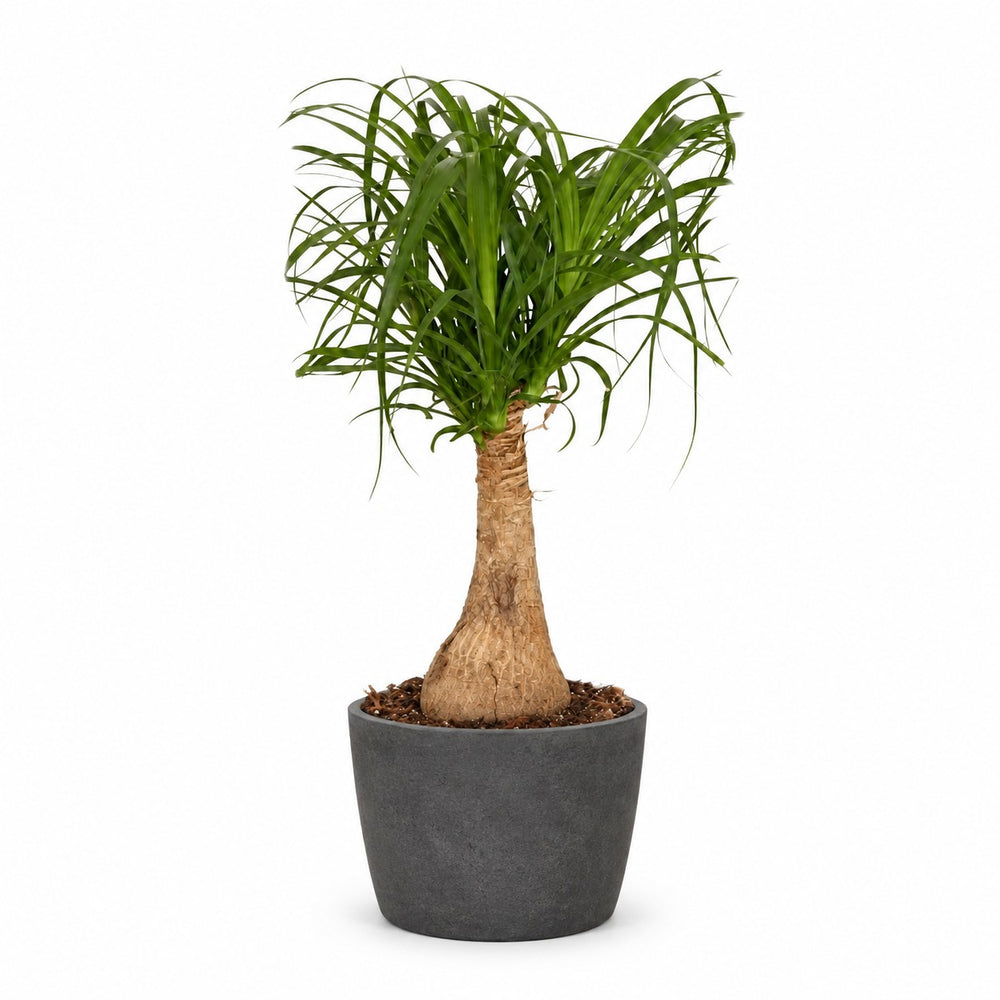 Beaucarnea Nolina (60cm, Ø19cm), Stylingbeispiel im Übertopf (Übertopf nicht enthalten)