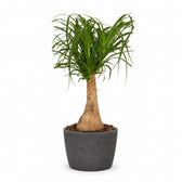 Beaucarnea Nolina (60cm, Ø19cm), Stylingbeispiel im Übertopf (Übertopf nicht enthalten)