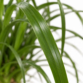 Beaucarnea Nolina, Nahaufnahme Blatt