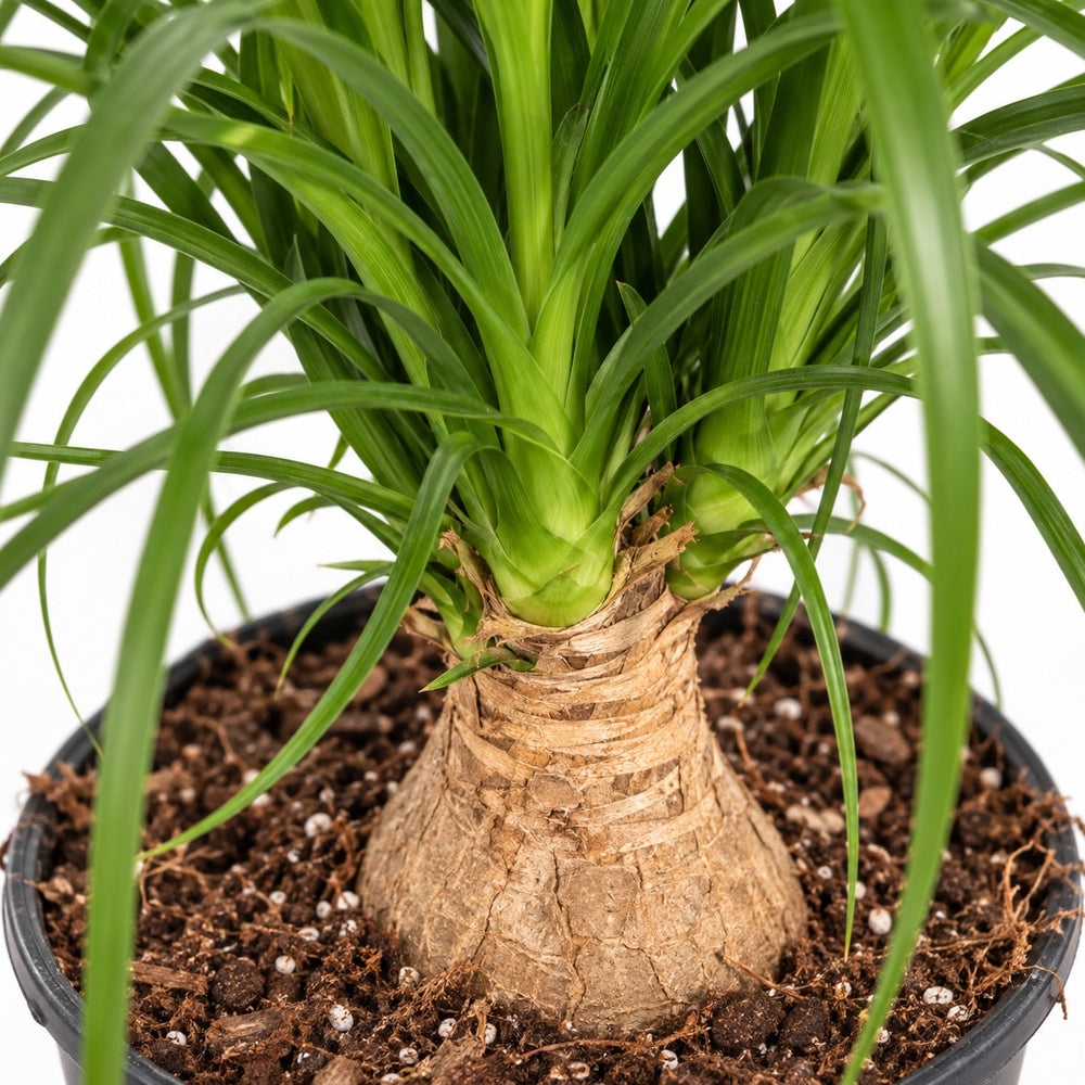 Beaucarnea Nolina, Nahaufnahme Wuchs und Triebansatz