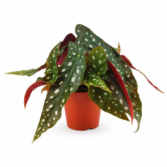 Begonia Maculata