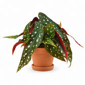 Begonia Maculata (20cm, Ø12cm), Stylingbeispiel im Übertopf (Übertopf nicht enthalten)