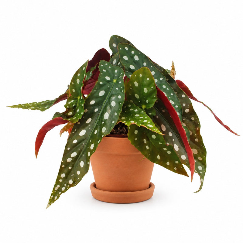 Begonia Maculata Detail