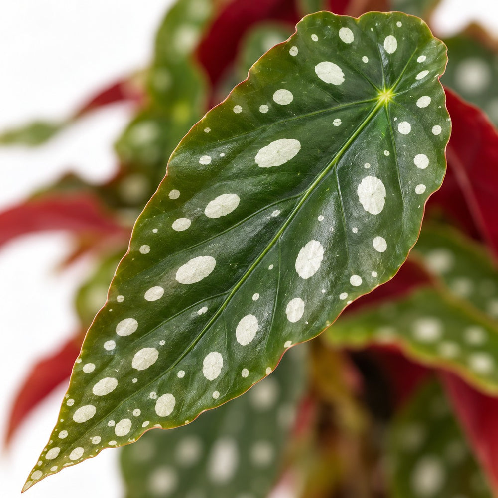 Begonia Maculata, Nahaufnahme Blatt