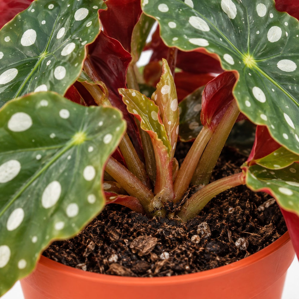 Begonia Maculata, Nahaufnahme Wuchs und Triebansatz