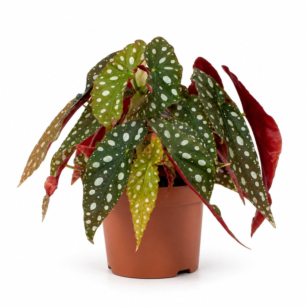 Begonia Maculata Wightii - 20cm im Kulturtopf