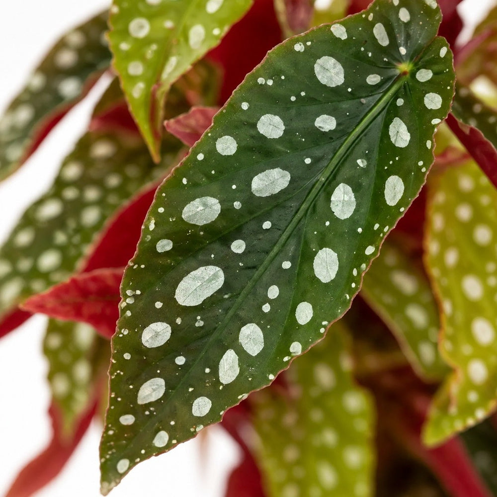 Begonia Maculata Wightii, Nahaufnahme Blatt