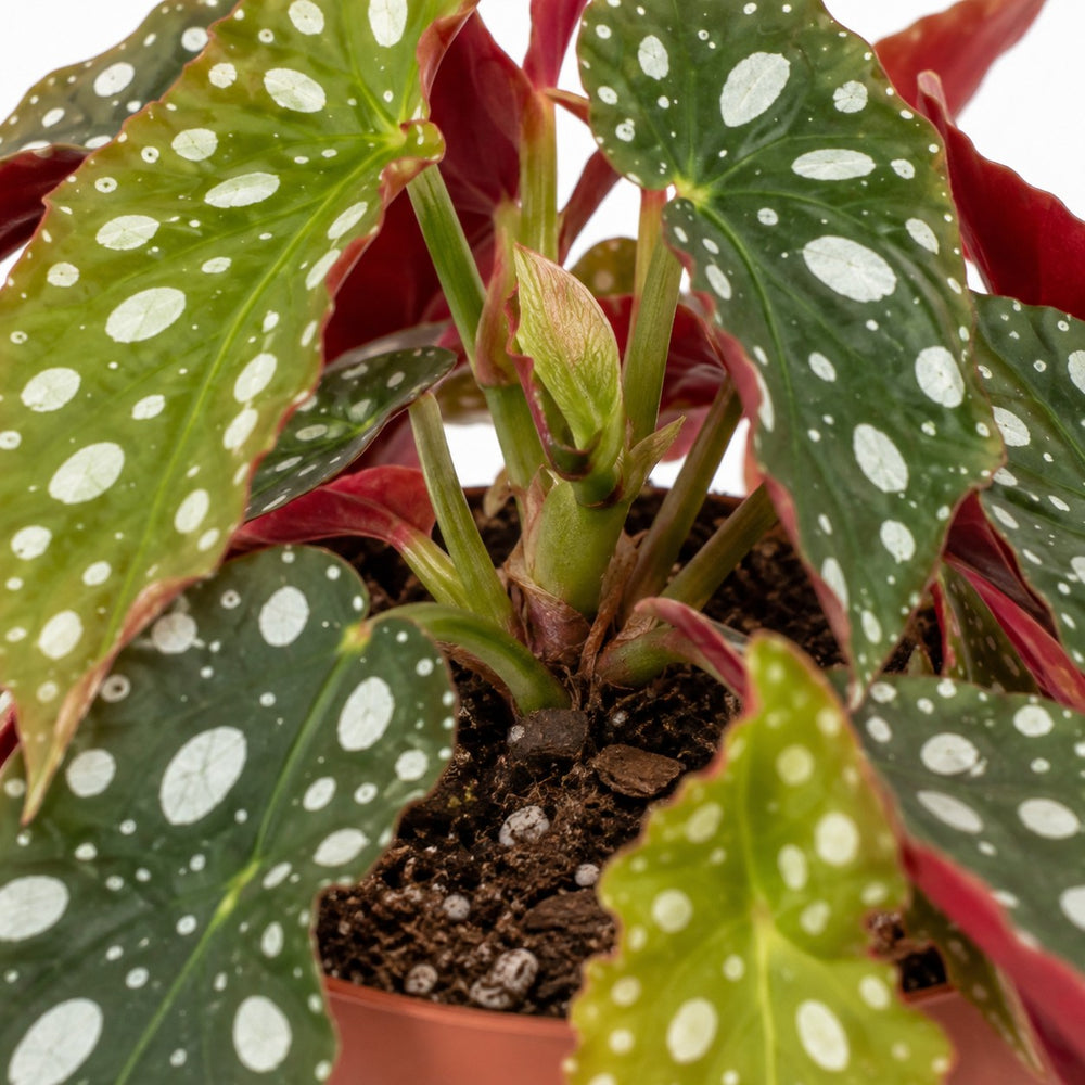 Begonia Maculata Wightii, Nahaufnahme Wuchs und Triebansatz