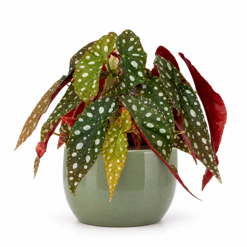 Begonia Maculata Wightii - 20cm Detail