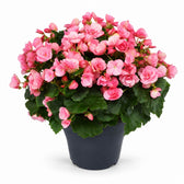Begonie Betulia Candy Rosa - 35cm im Kulturtopf
