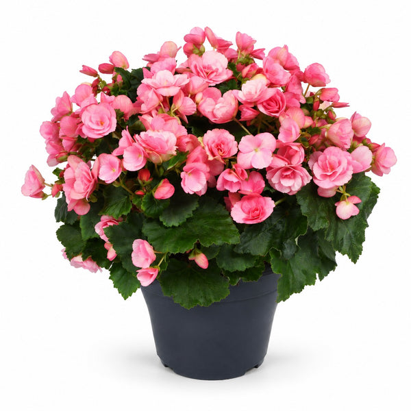 Begonie Betulia Candy Rosa - 35cm im Kulturtopf