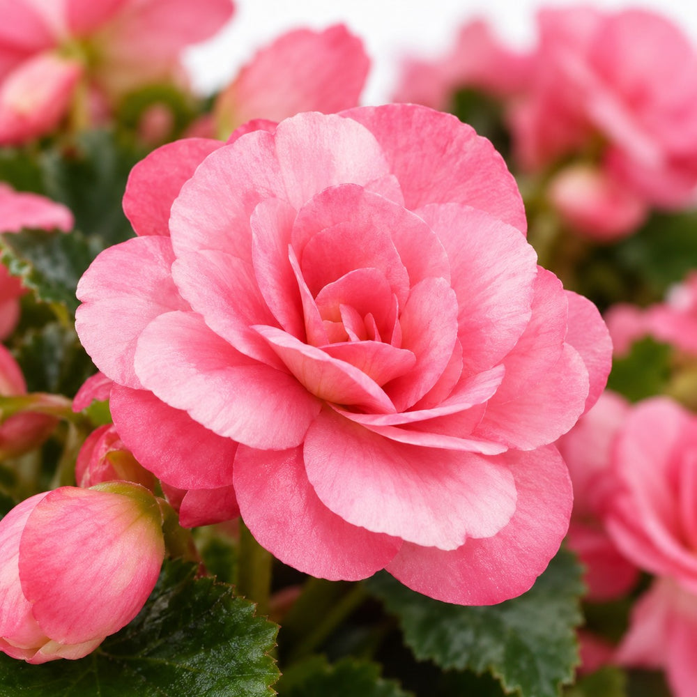 Begonie Betulia Candy Rosa, Nahaufnahme Blatt