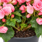 Begonie Betulia Candy Rosa, Nahaufnahme Wuchs und Triebansatz