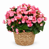 Begonie Betulia Candy Rosa - 35cm, Stylingbeispiel im Übertopf (Übertopf nicht enthalten)