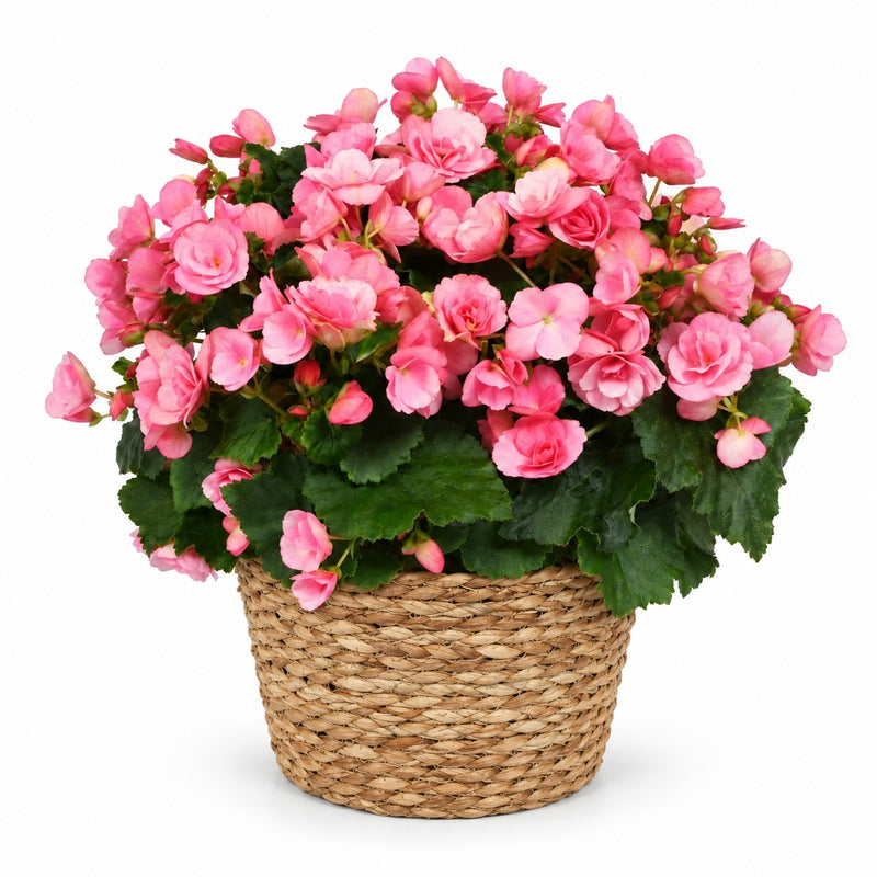 Begonie Betulia Candy Rosa - 35cm Detail