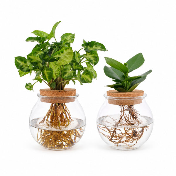 Bolglas Duo Clusia/Syngonium Green - 2 Stück - 30cm im Kulturtopf