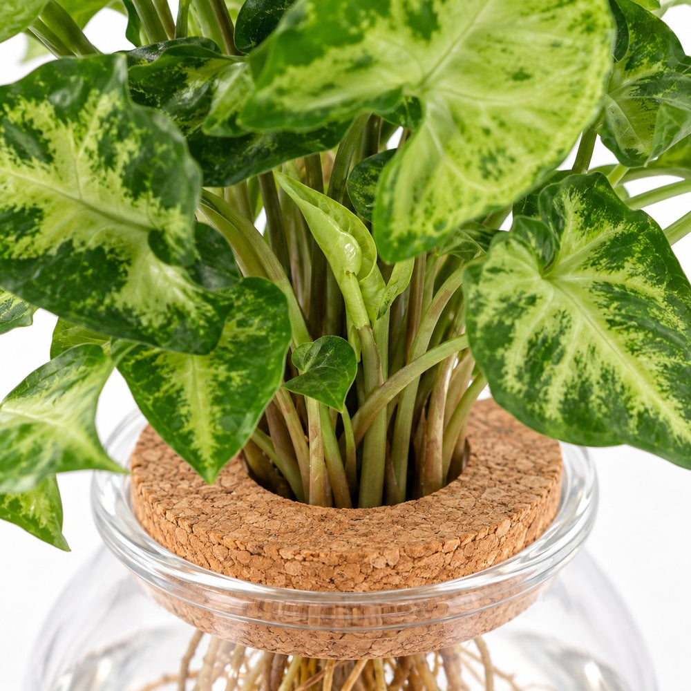Bolglas Duo Clusia/Syngonium Green, Nahaufnahme Wuchs und Triebansatz